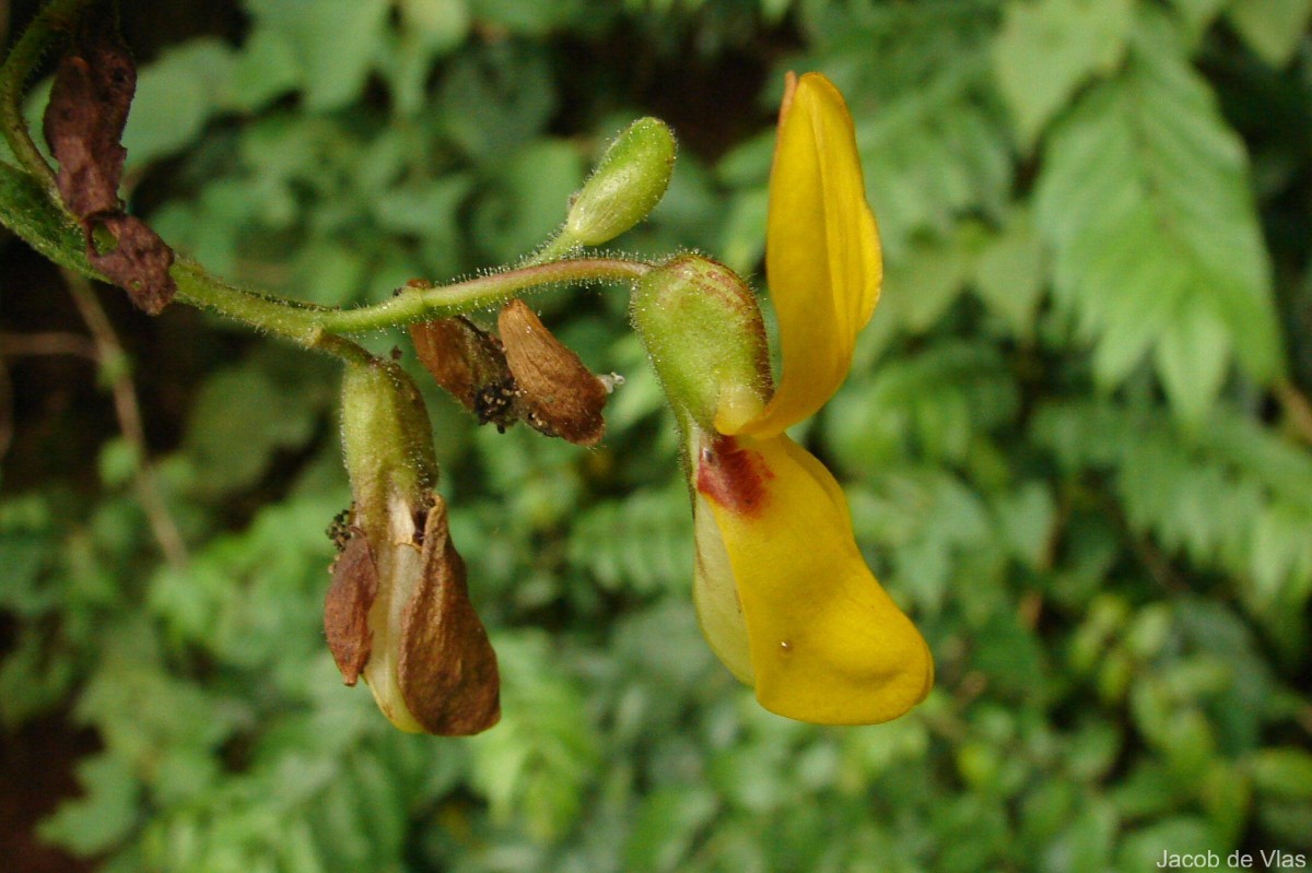 Cajanus heynei (Wight & Arn.) Maesen